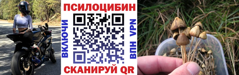 Галлюциногенные грибы Psilocybine cubensis  Альметьевск 